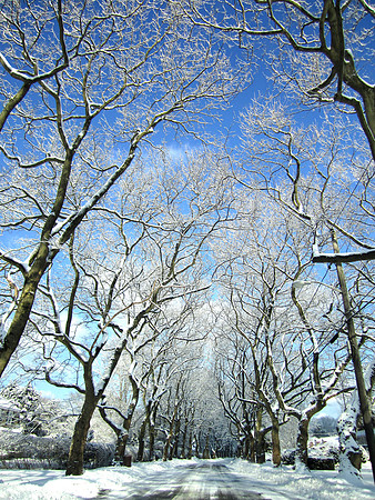 0008_snow